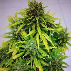 10 x Samen Auto Zkittlez