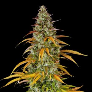 Zkittlez Auto - Autoflower Cannabis Seeds
