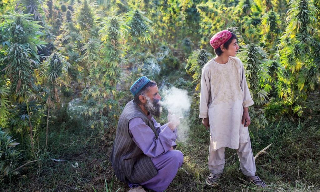 cannabis-indica-afganistan