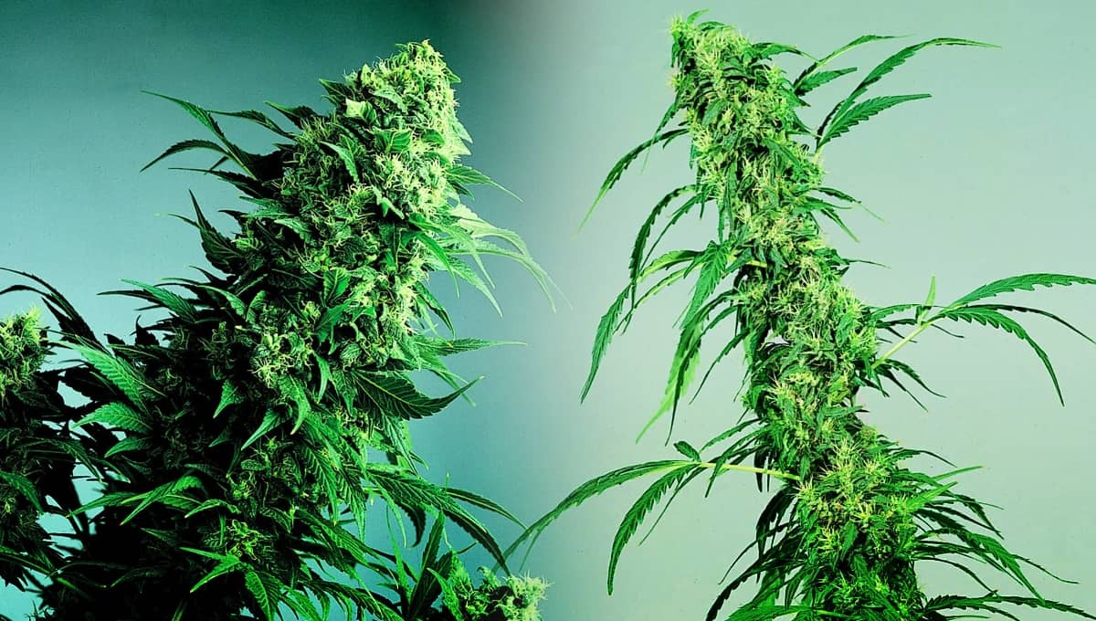 cannabis indica