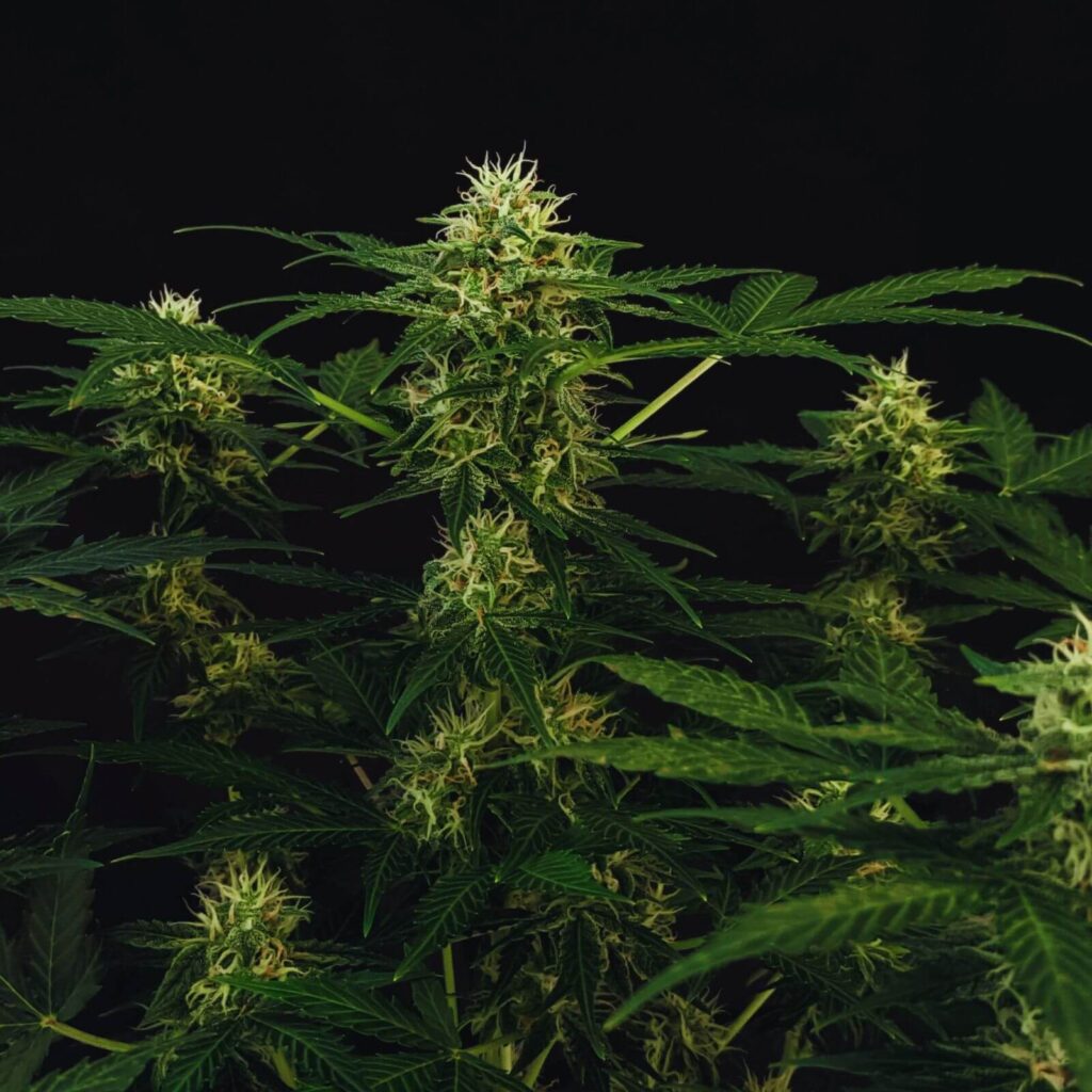 Die 10 produktivsten Autoflowerings des Jahres
