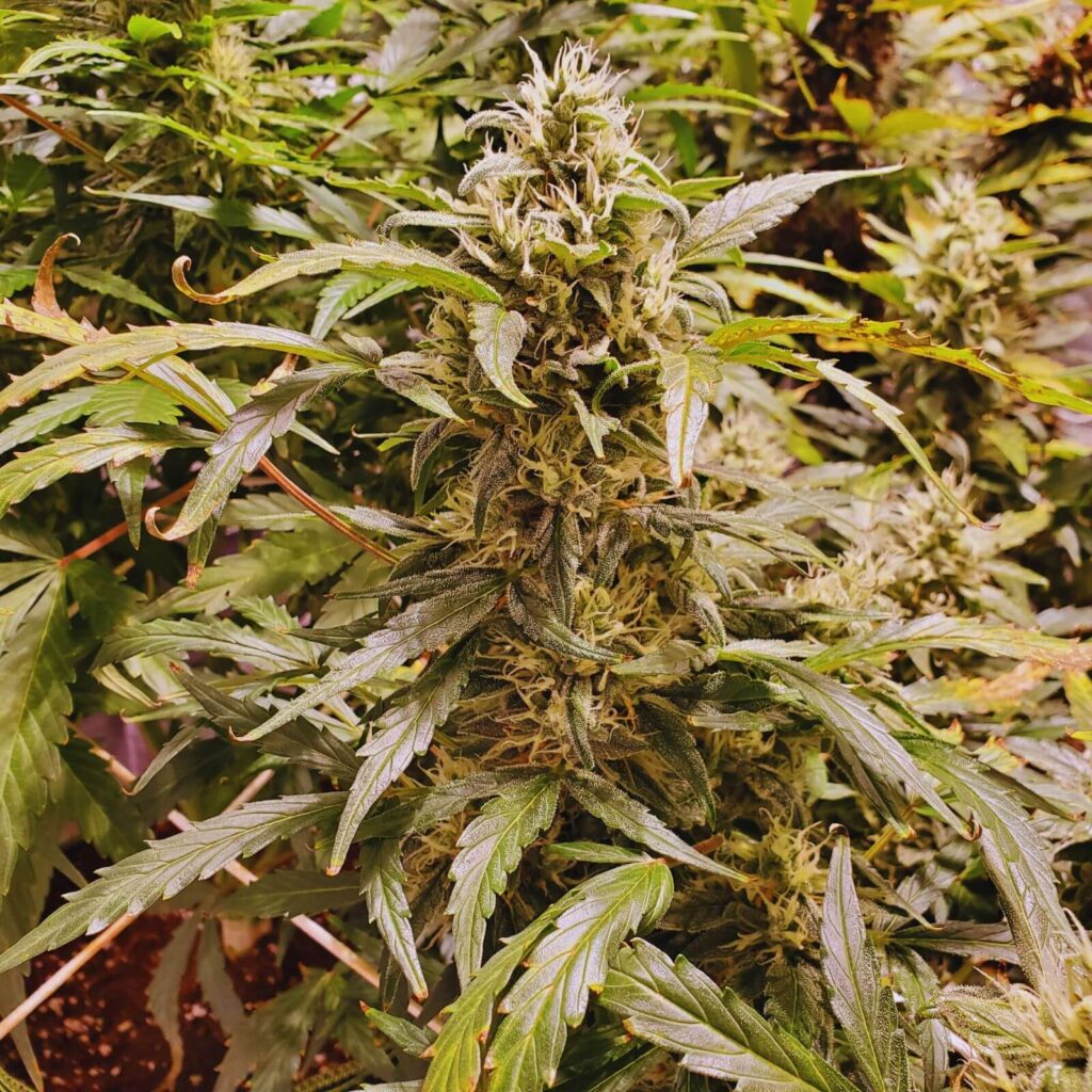 Die 10 produktivsten Autoflowerings des Jahres