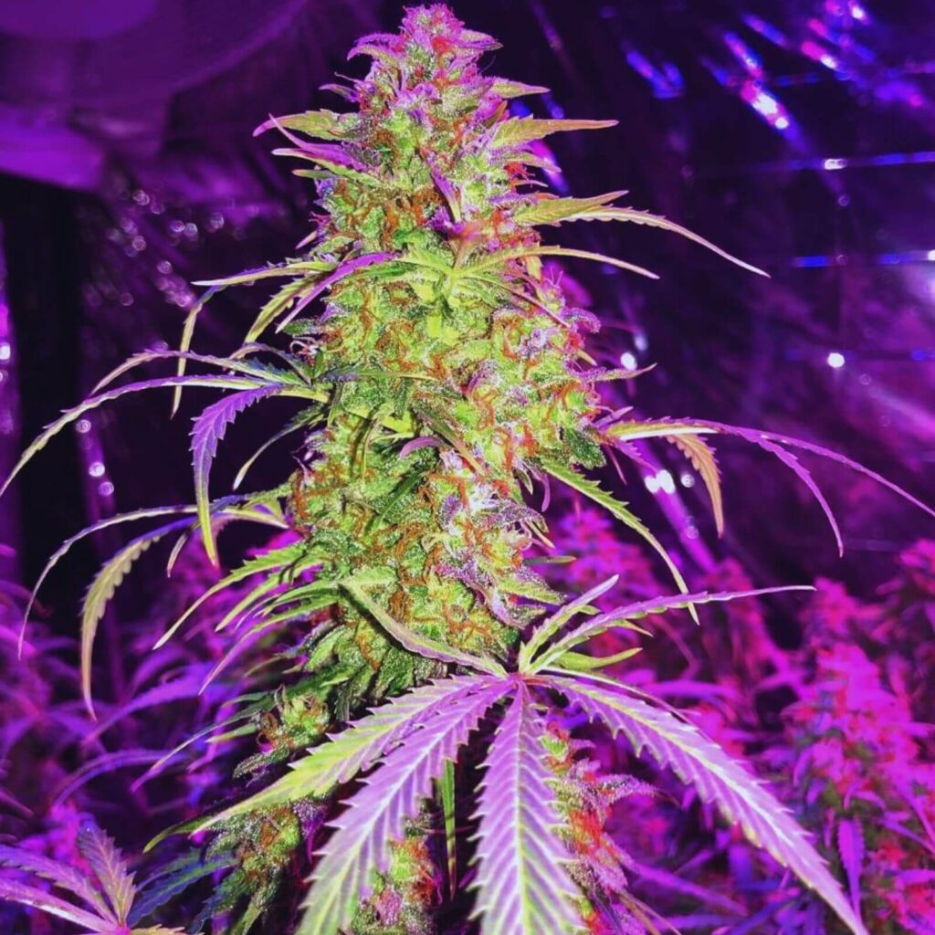 Die 10 produktivsten Autoflowerings des Jahres