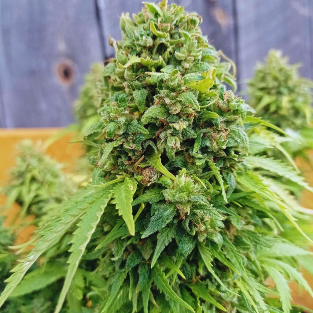 Die 10 produktivsten Autoflowerings des Jahres