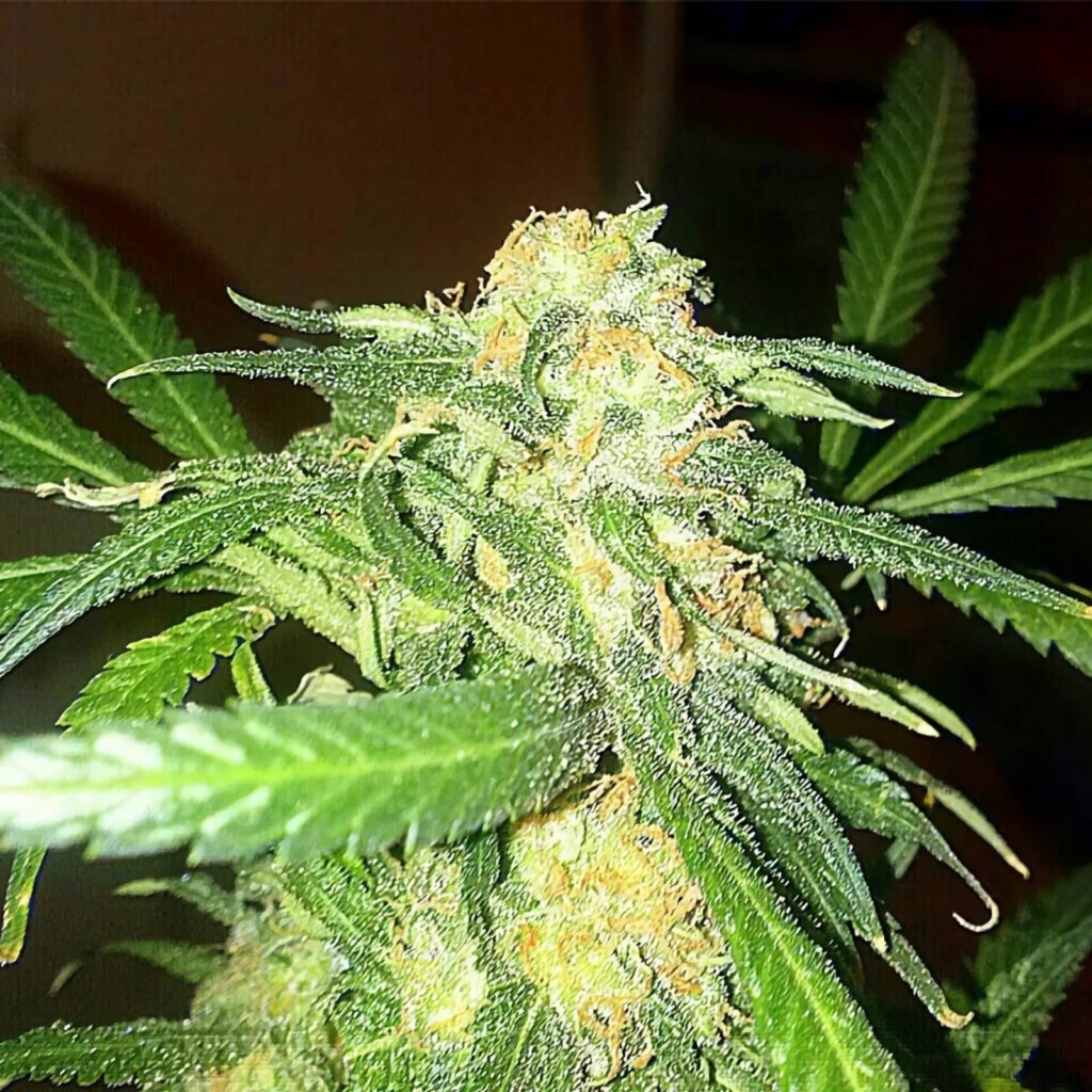 Jack Herer Regular Buds