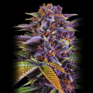 Forbidden Fruit Strain - Feminized Cannabis Seeds