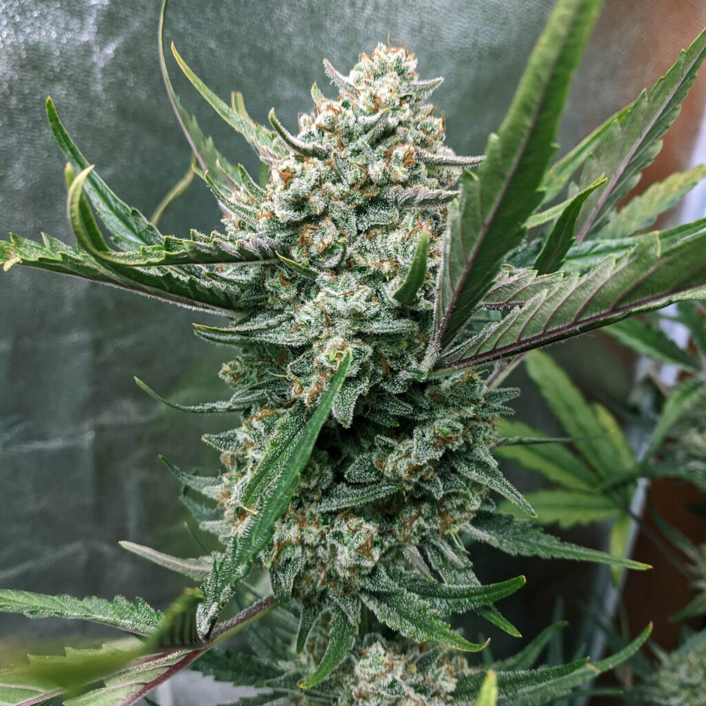 Gorilla Cookies Buds