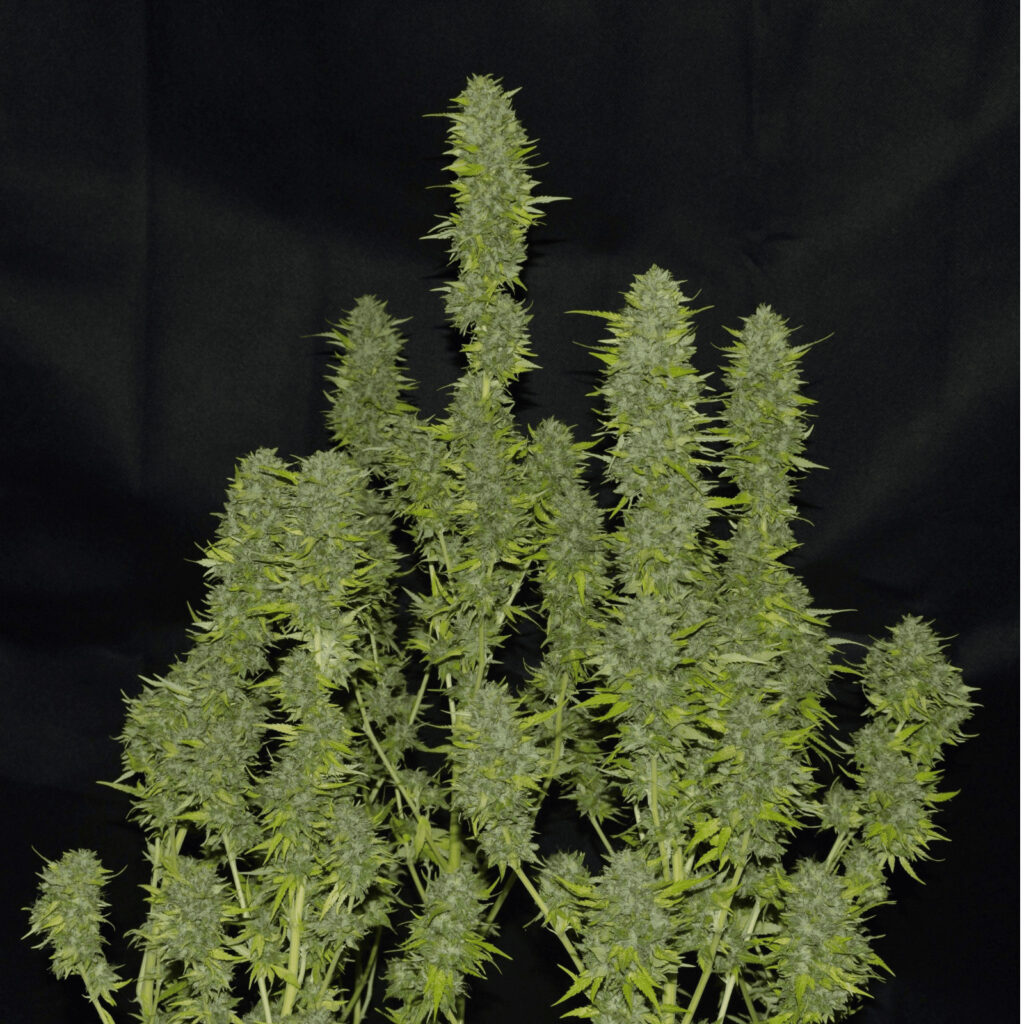 Runtz Muffin XL Auto Buds