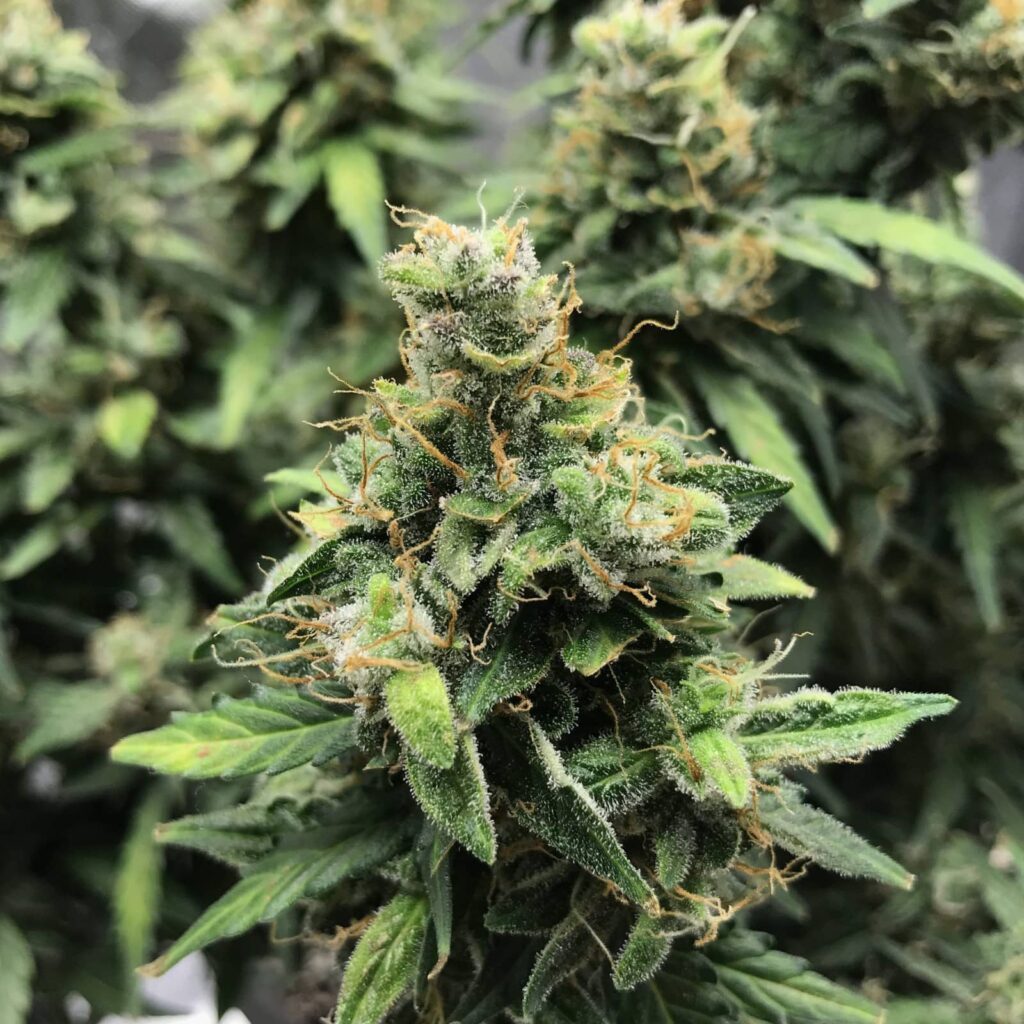 Sour Diesel Auto Buds