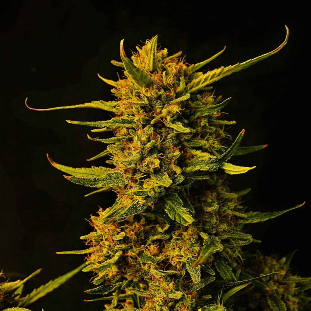 Strawberry Banana Auto Buds