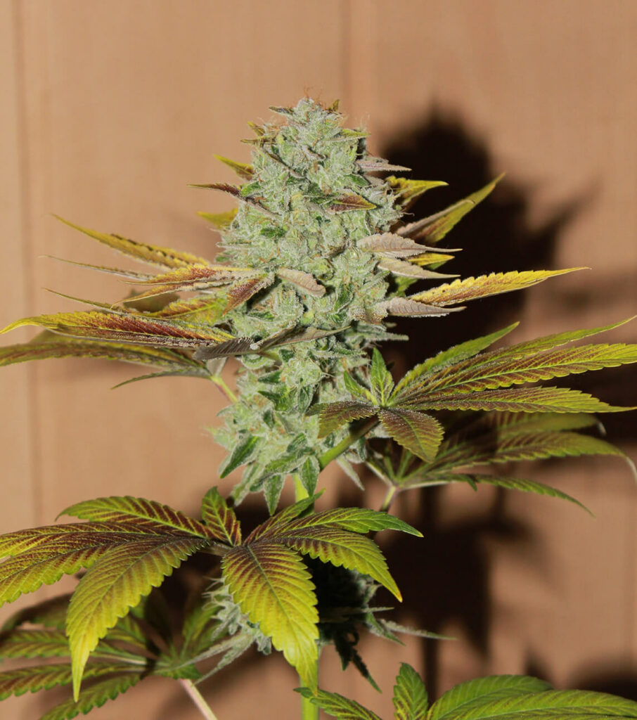 Cannabiskopf sauber und bereit für die Ernte.