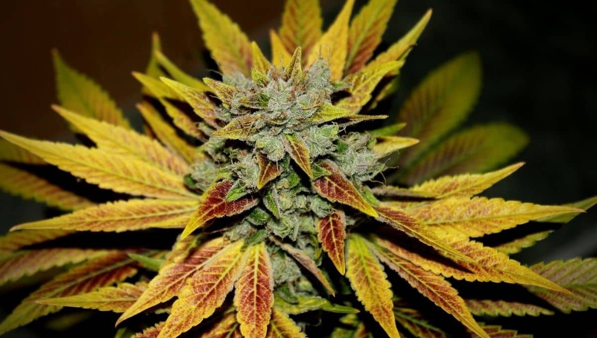 Das Stärksten Cannabis