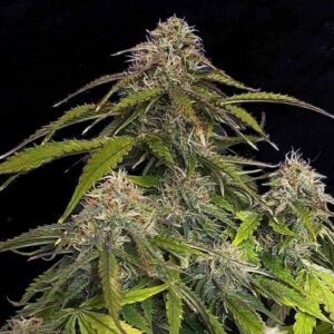 Auto CBD Gorilla Glue