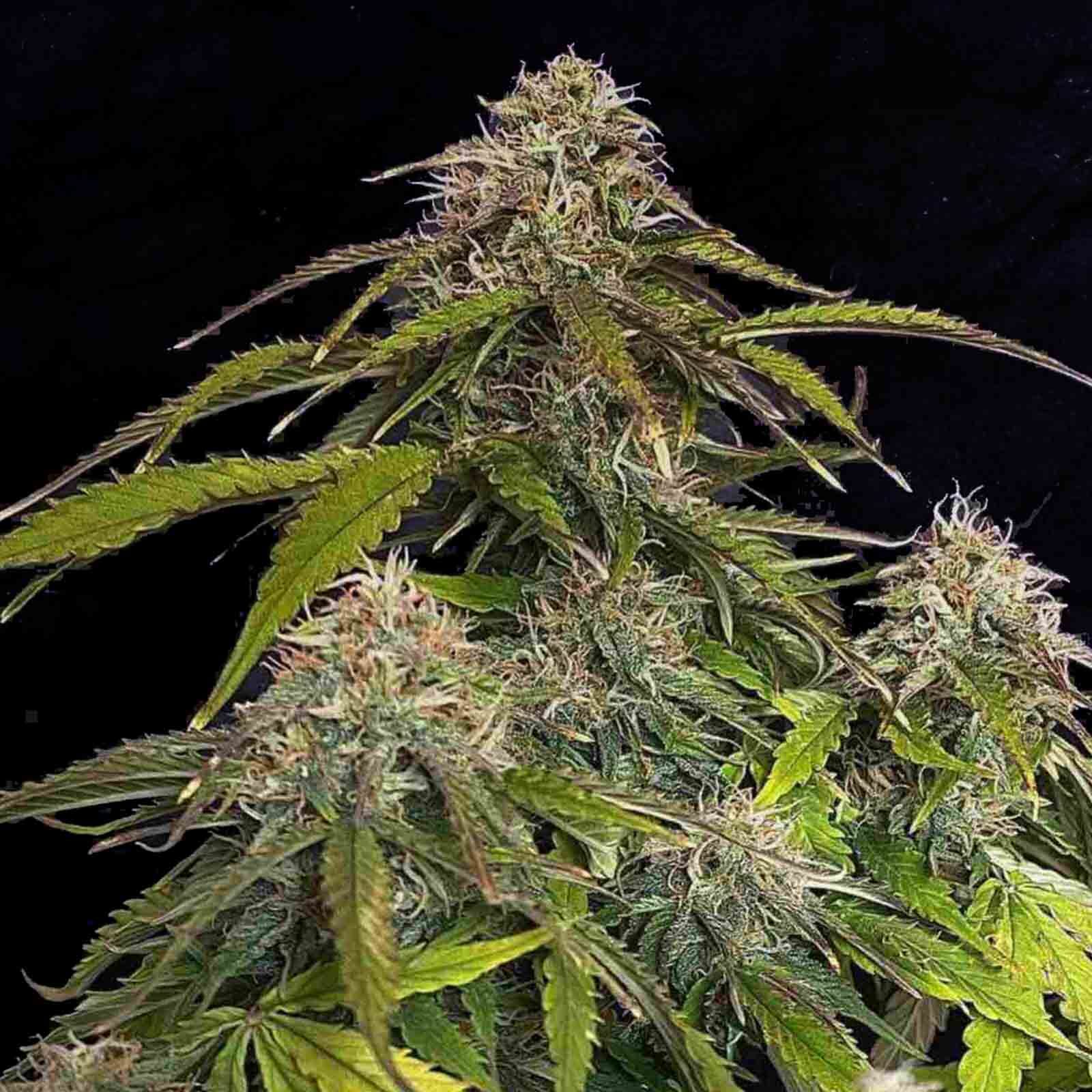 Auto CBD Gorilla Glue