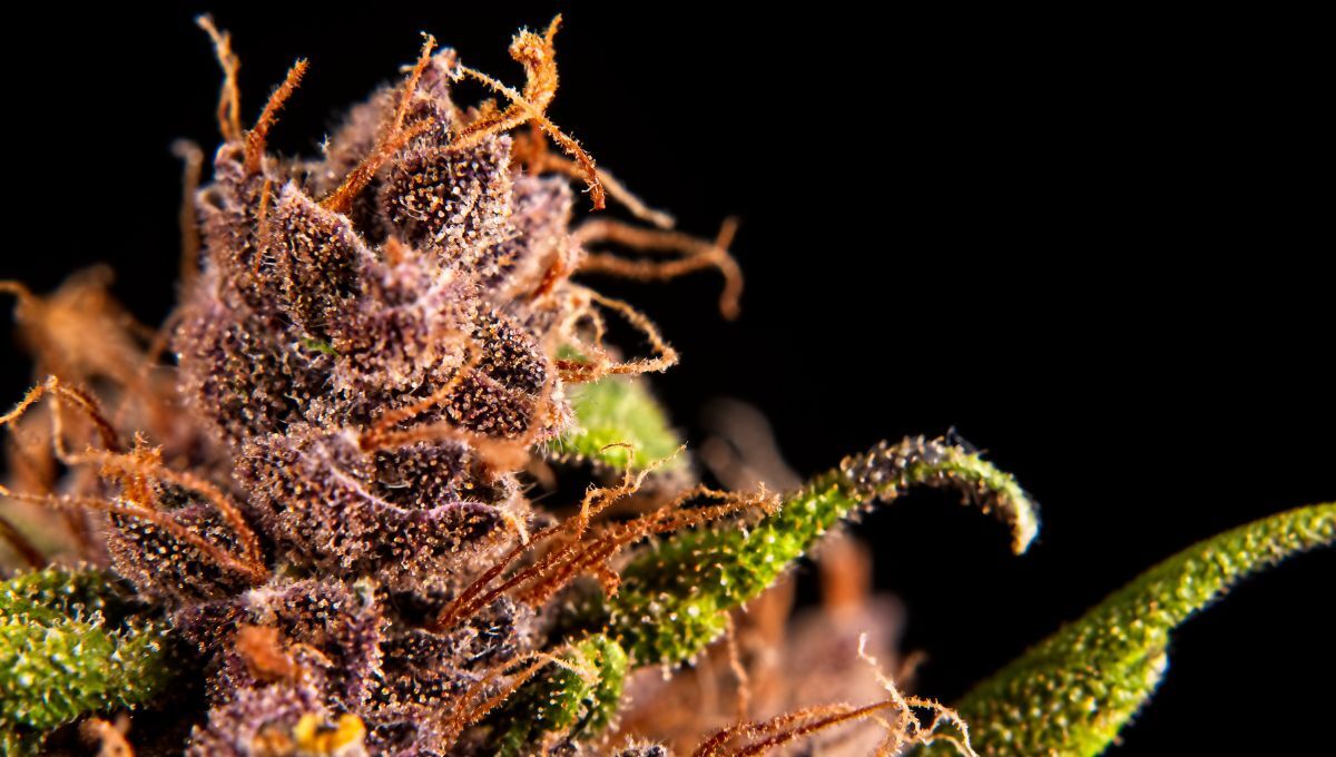 Hitzestress bei Cannabis