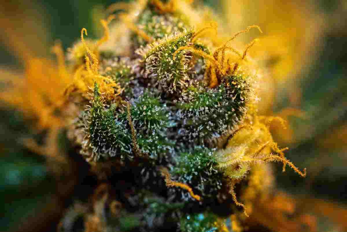 THC-freies Marihuana