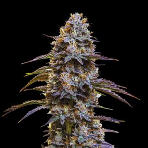 Granddaddy Purple Strain - Feminized Cannabis Seeds