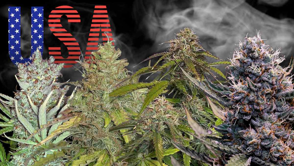 Hitzestress bei Cannabis