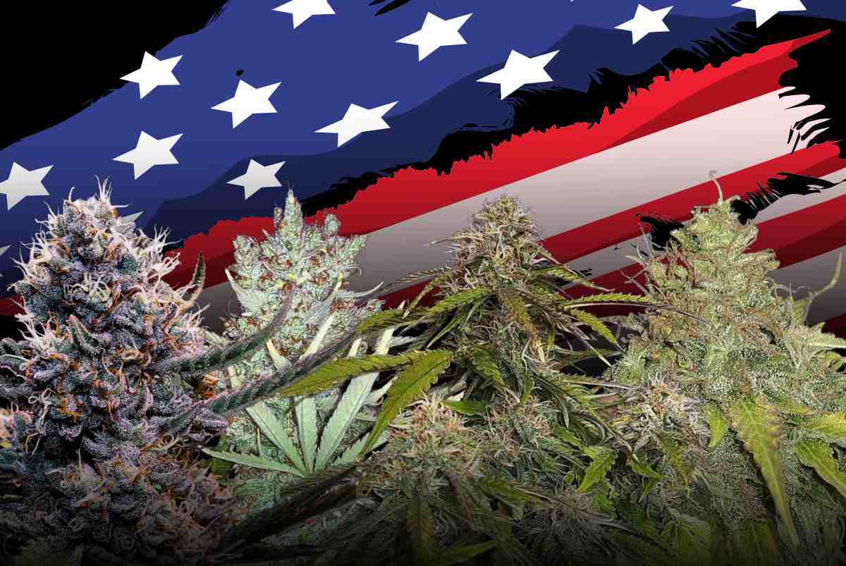 Beste amerikanische Sorten