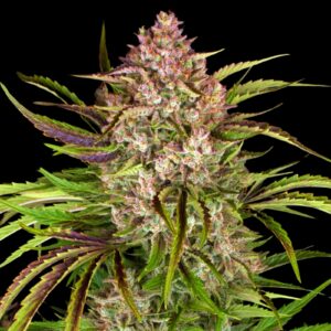 Wedding Cake Auto - Autoflowering Cannabis Seeds