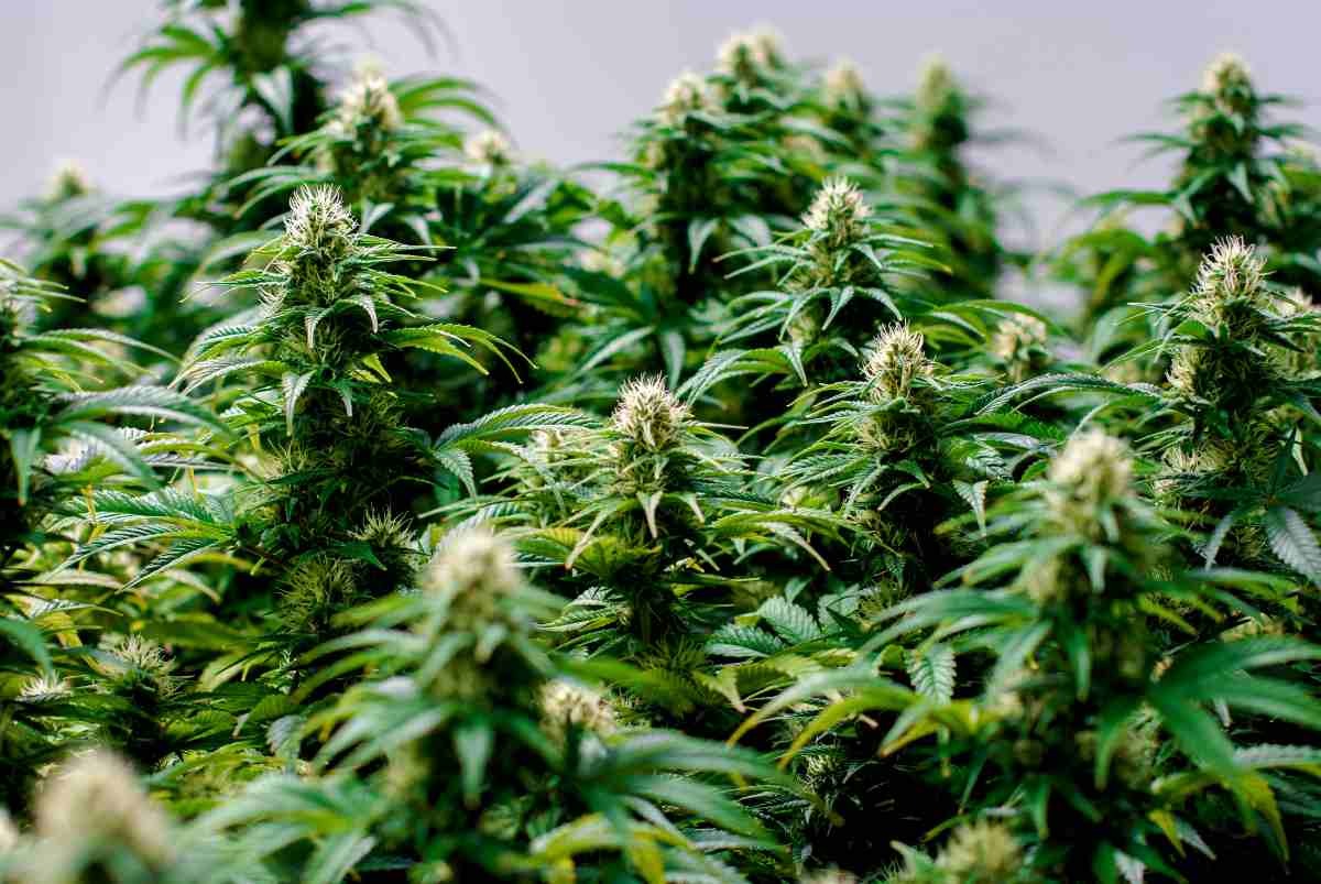 Massive Unterschiede