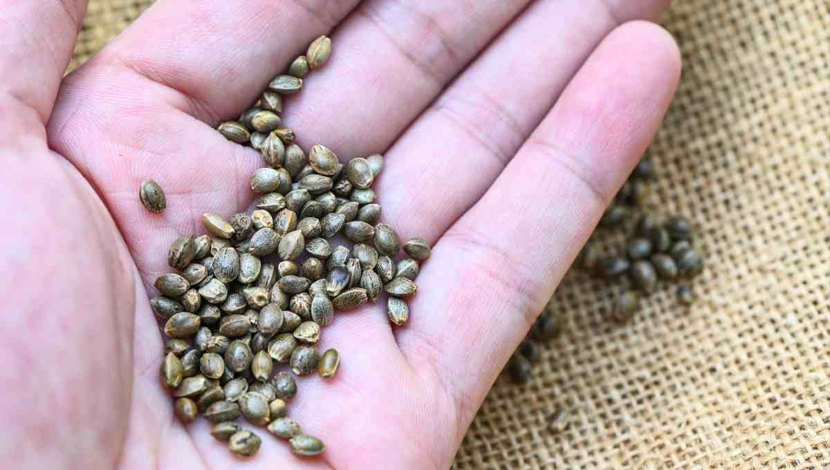 Cómo guardar semillas de marihuana