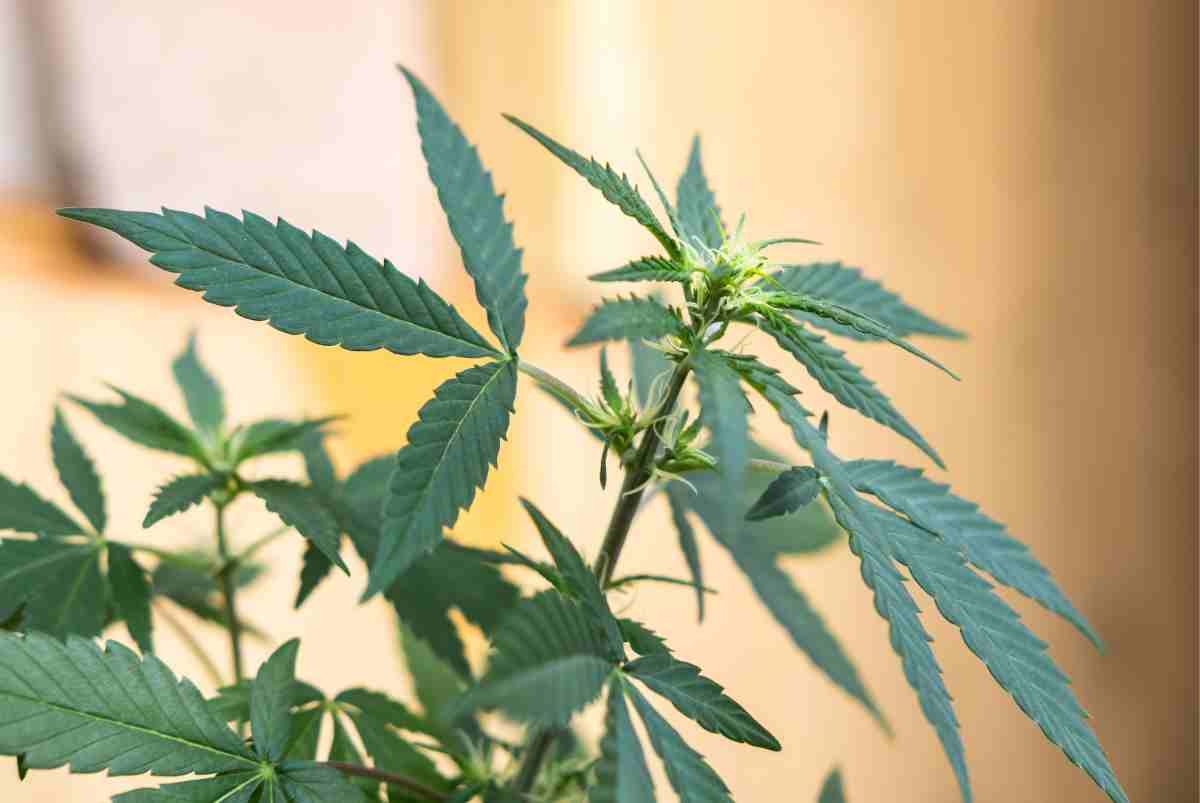 Massive Unterschiede