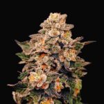 Gelato Haze Mint Fast Version