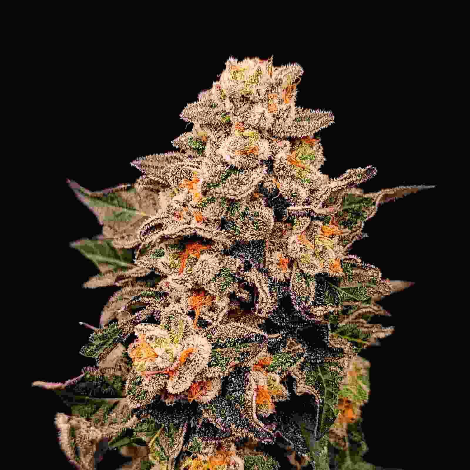 Gelato Haze Mint Fast Version