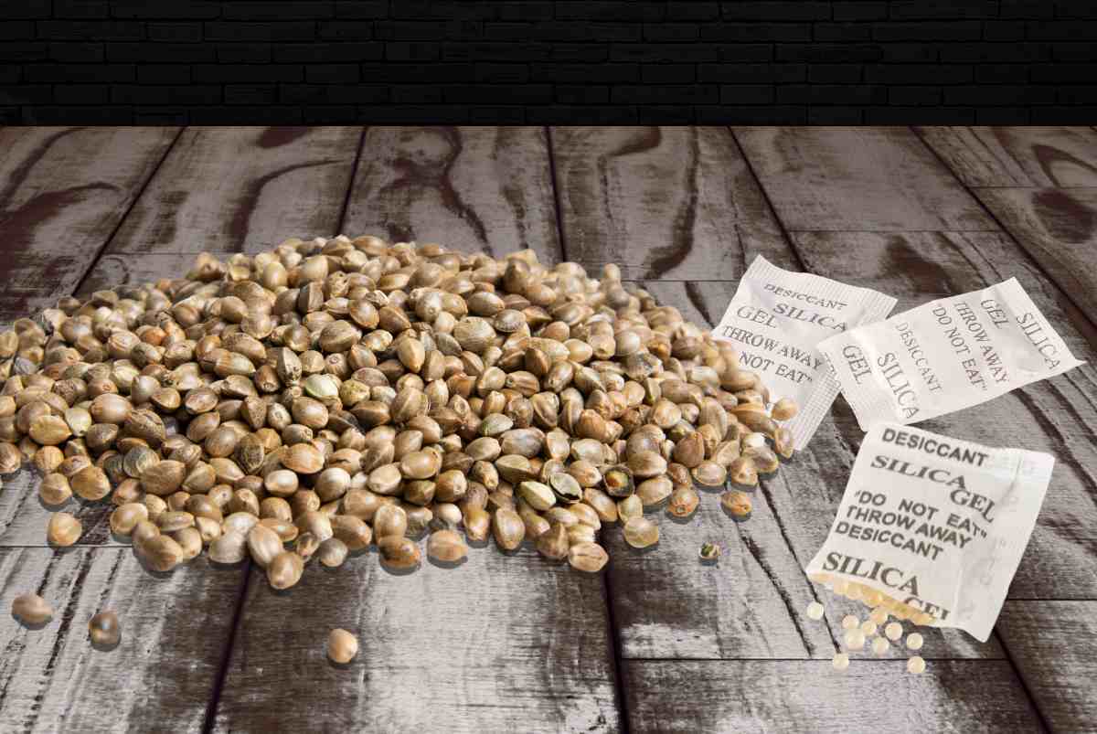 Wie man Cannabissamen aufbewahrt