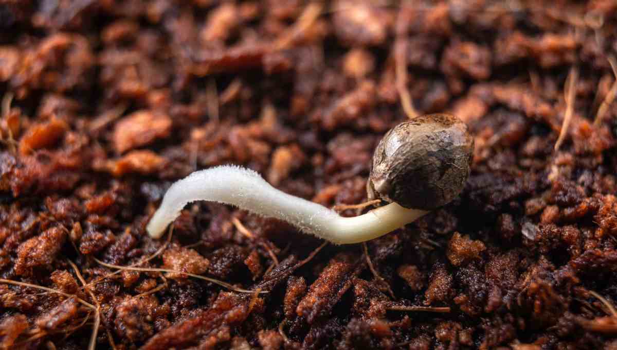 wie man Marihuana-Samen aufbewahrt