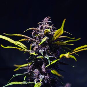 Purple Kush Auto Weed Strain