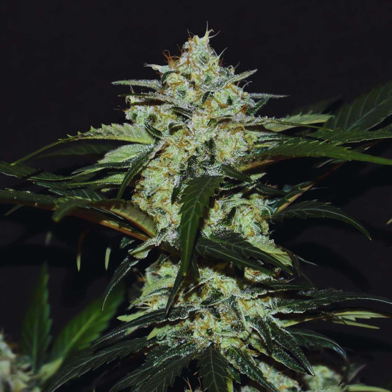Gelato Runtz Weed Strain