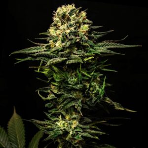 GMO Cookies Weed Strain