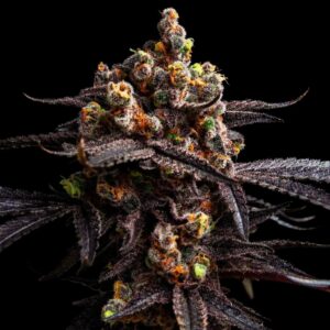 Miracle Alien Cookies MAC Seeds Weed Strain in Bulk