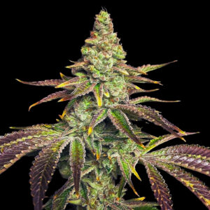 Chocolate Mint Chip Strain Weed