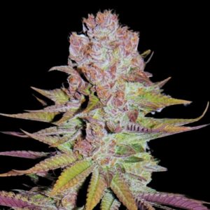 Blueberry Cheescake Weed Strain