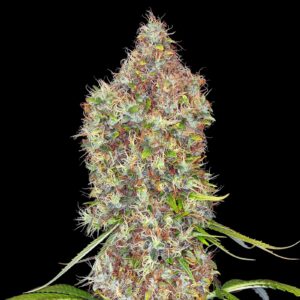 Rosenthal Cannabis Samen