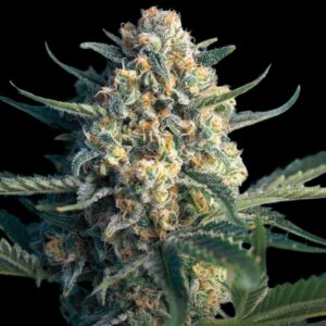 Sweet Afghan Auto - Autoflowering Seed