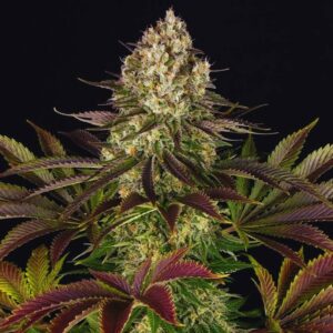 Biscotti Strain Weed Cannabis Feminized Seeds