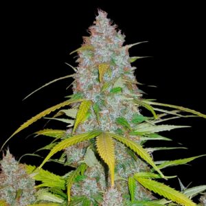 Cereal Milk Auto - Autoflowering Cannabis Seeds