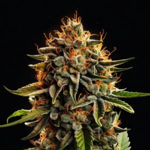 Lava Cake Strain - Weed Feminized Cannabis Seeds