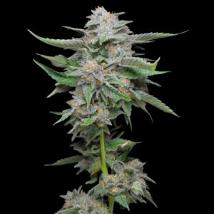 Lemon Gelato Strain - Feminized Cannabis Seeds