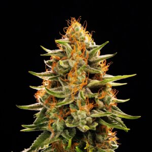 Lemon Pie Weed Strain - Feminized Seeds