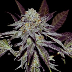 Lemon Sherbet Strain - Feminized Cannabis Seeds
