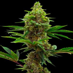 Mamba Negra Auto - Autoflowering Seeds