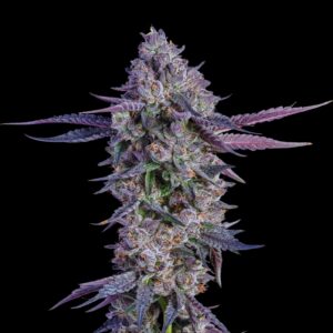 White Runtz Strain Weed - Feminized Cannabis Seeds