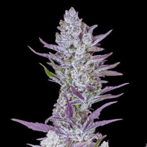 Wedding Glue Strain - Feminized Cannabis Seeds
