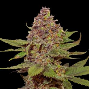 Strawberry Cough Strain - Feminized Cannabis Seeds