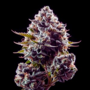 Pink Rozay Strain - Feminized Cannabis Seeds